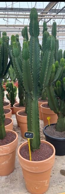 XXL Cactus / Euphorbia Ingens - ↕200cm (h. incl pot) - Ø50cm