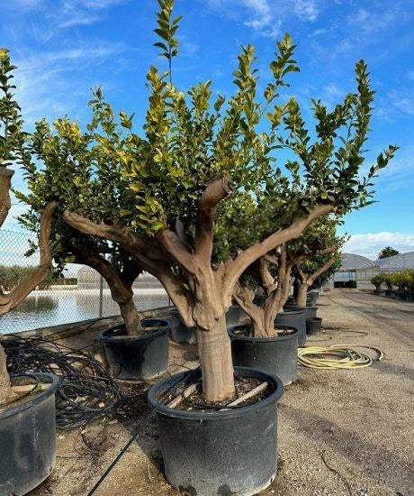 Citroenboom / Citrus Limon - ↕290cm - Ø110cm