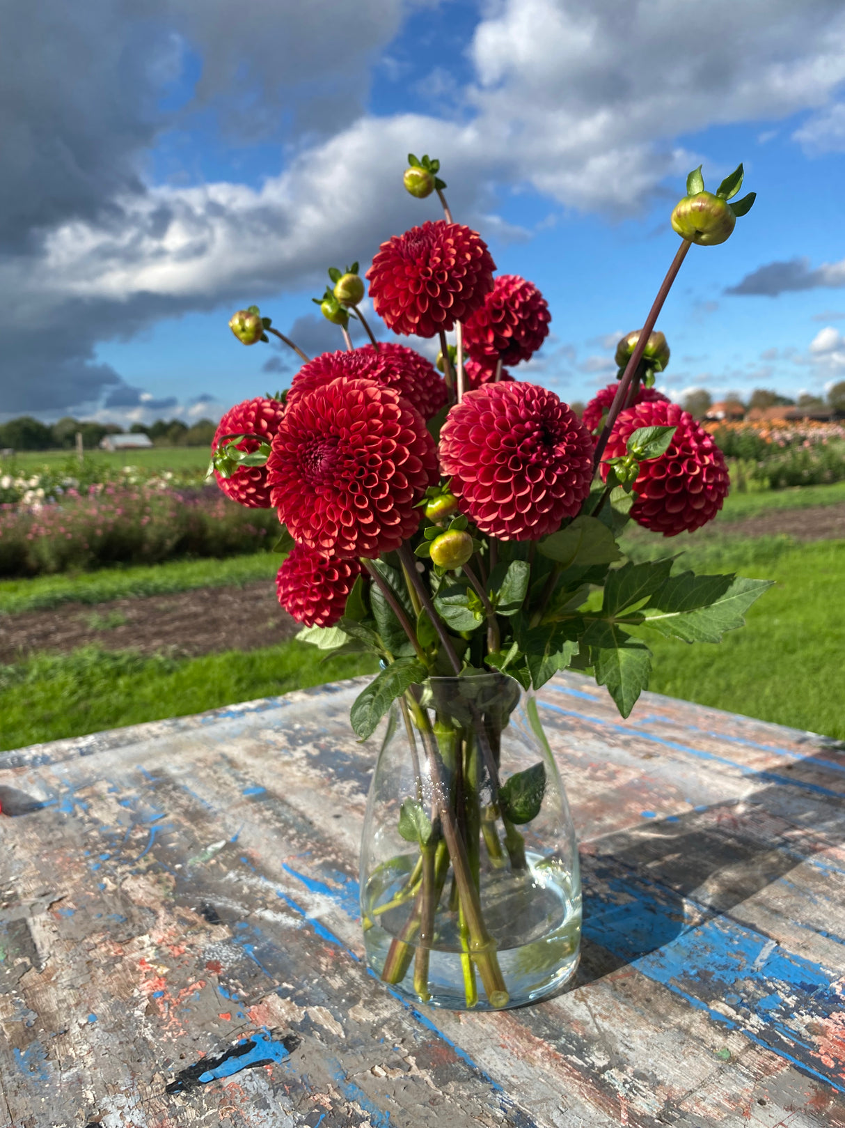 Red Dahlia