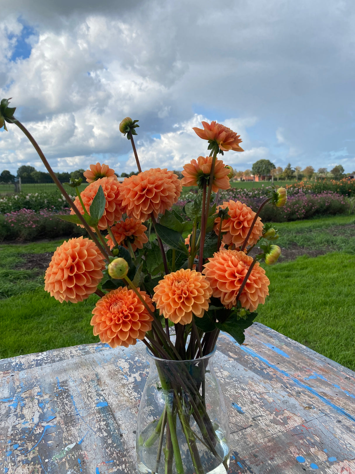 Orange Dahlia