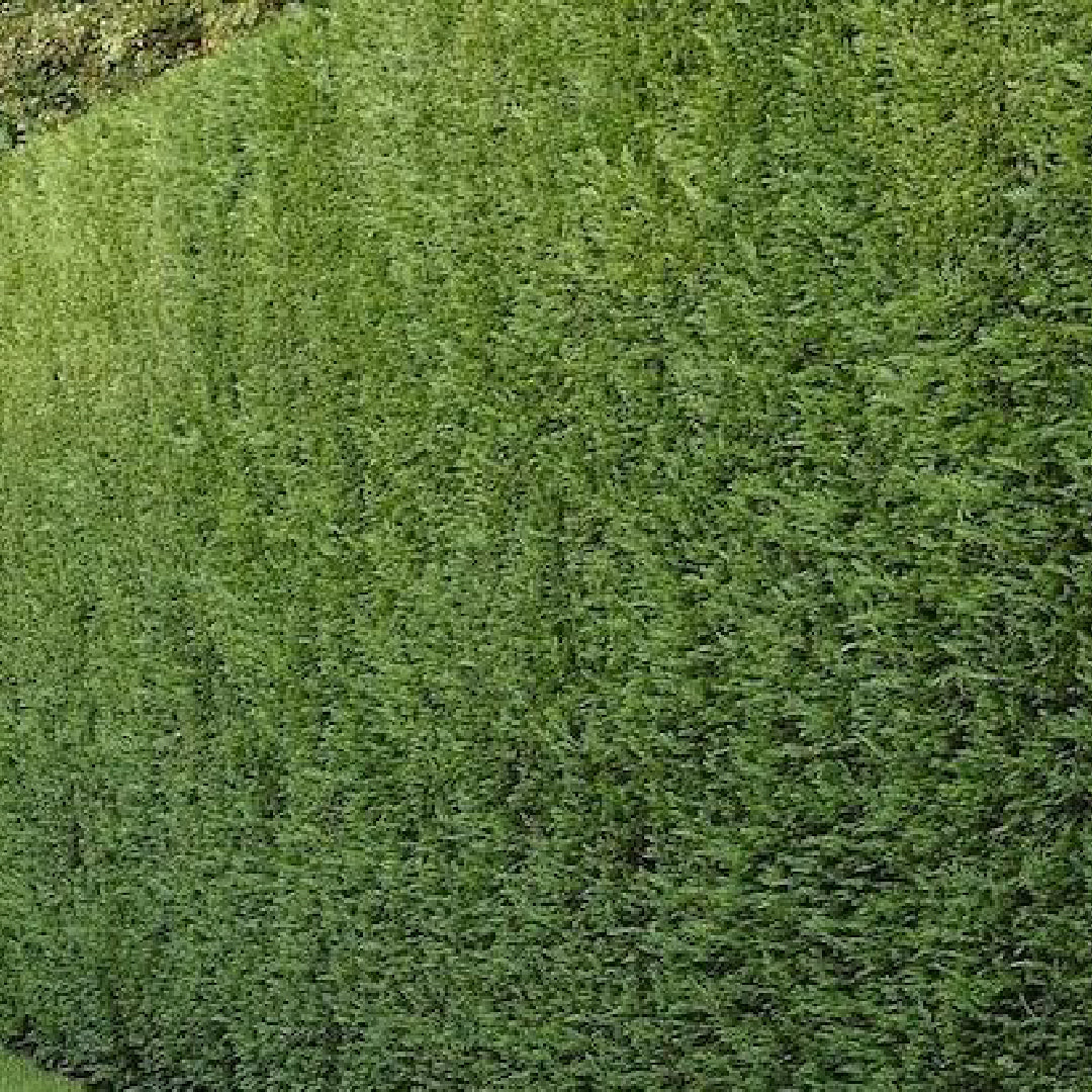 x6 - Snelgroeiende haag - Haagplant - Conifeer - Leylandii - 80cm