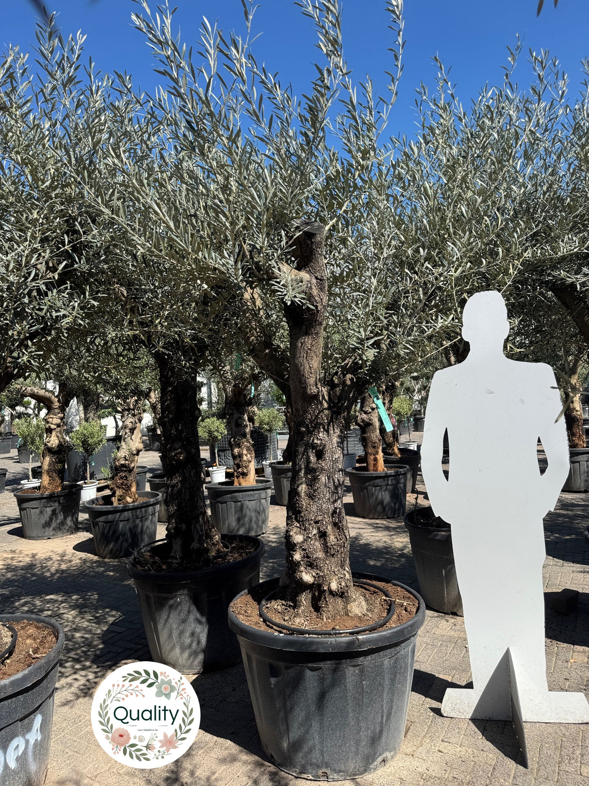 Olijfboom / Olea europaea - ↕200cm - Ø65cm