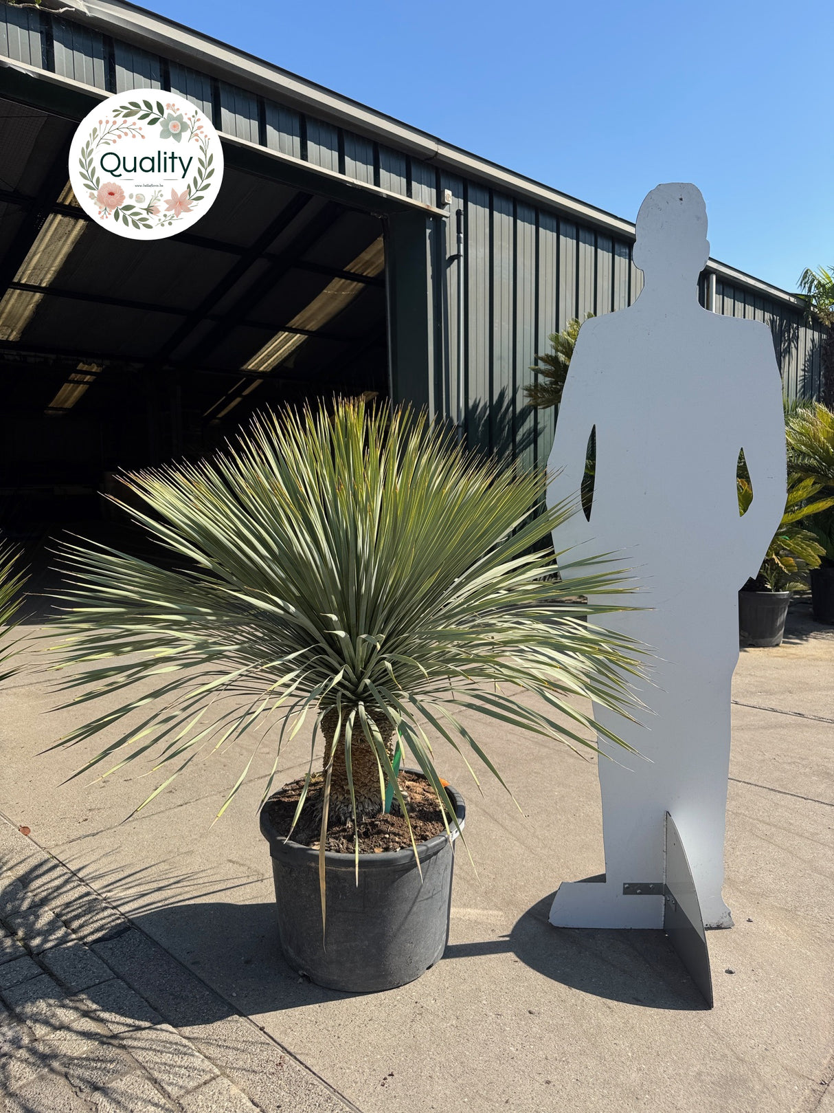 Yucca Rostrata - A-kwaliteit - veld gekweekt - stamhoogte 30cm