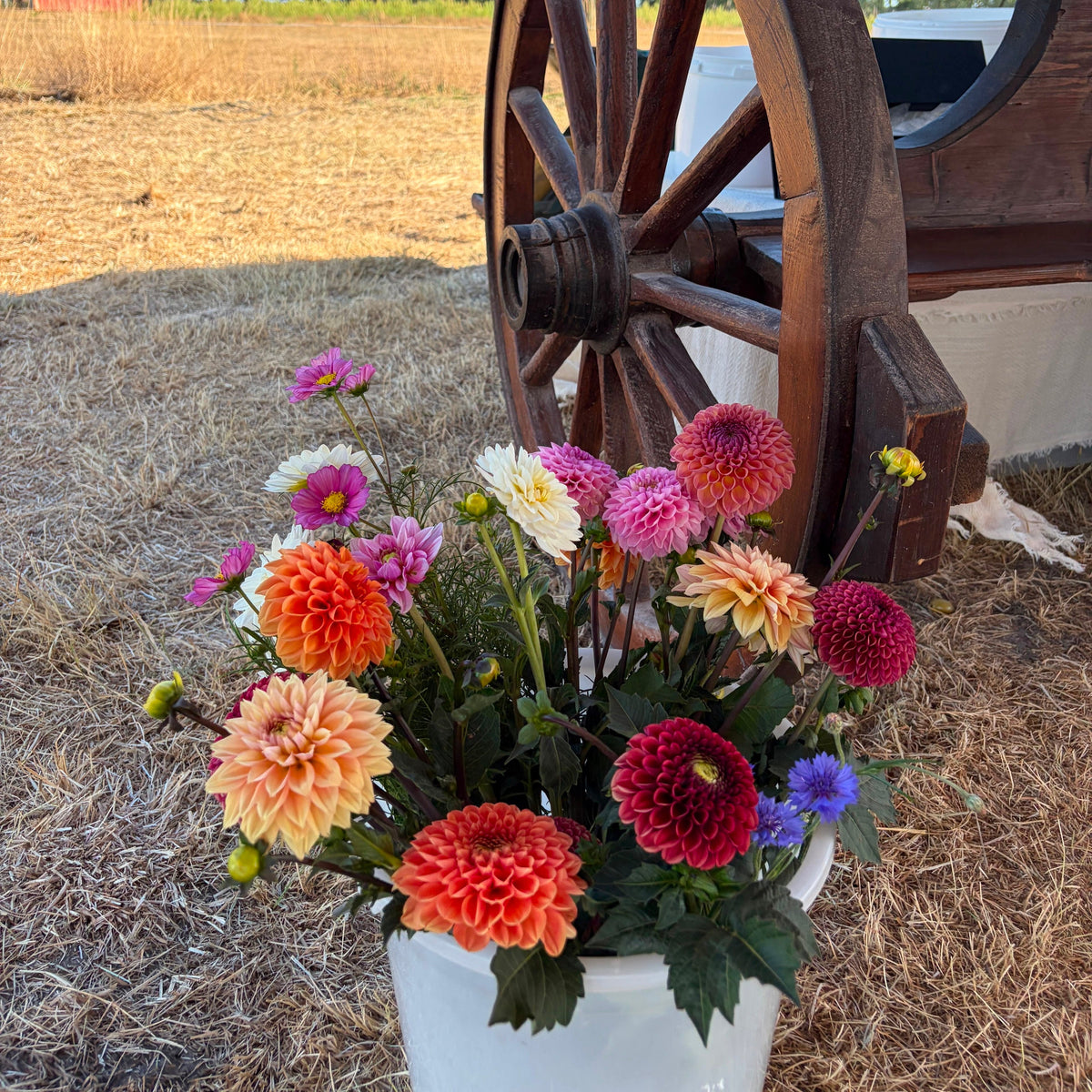 Belle Flora Membership