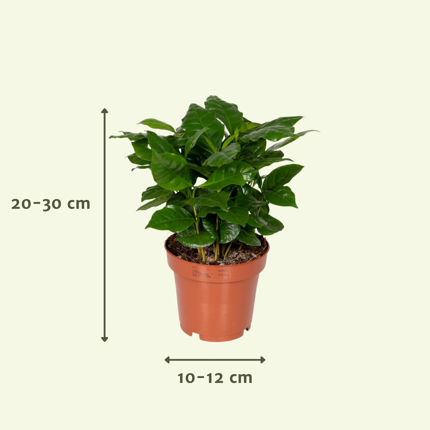 Kamerplanten Voordeelpakket / Verrassingsbox - x8 - ↕25cm - Ø12cm