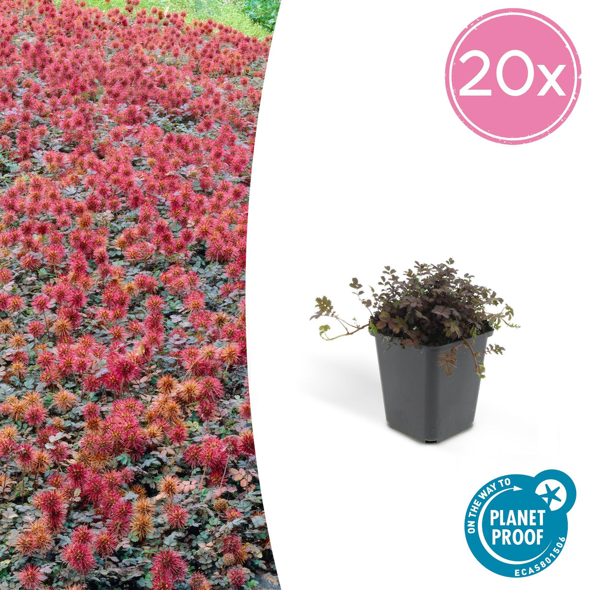 20x Acaena microphylla 'Kupferteppich' - ↕10-25cm - Ø9cm