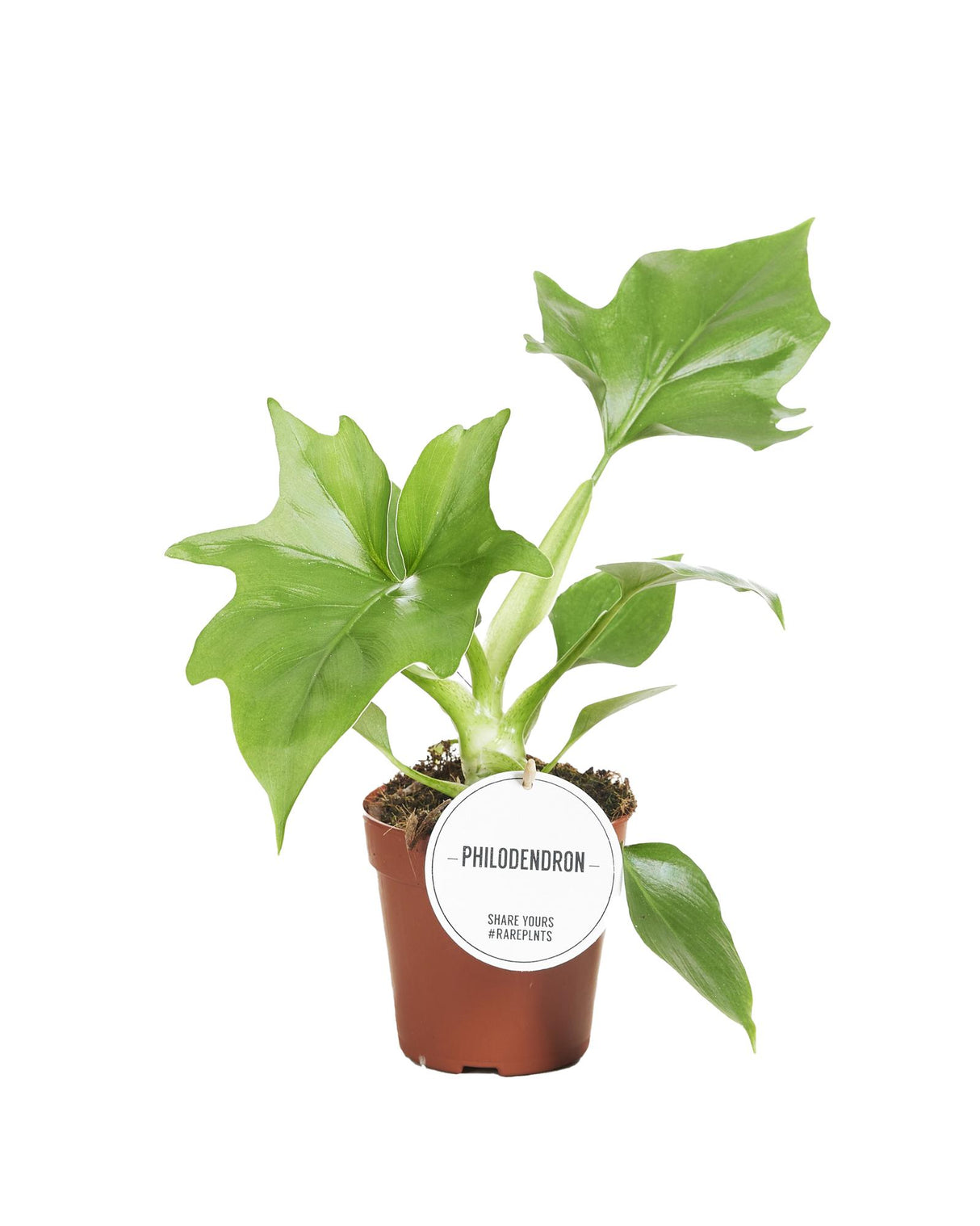 Philodendron Warszewiczii - Ø12cm - ↕30cm