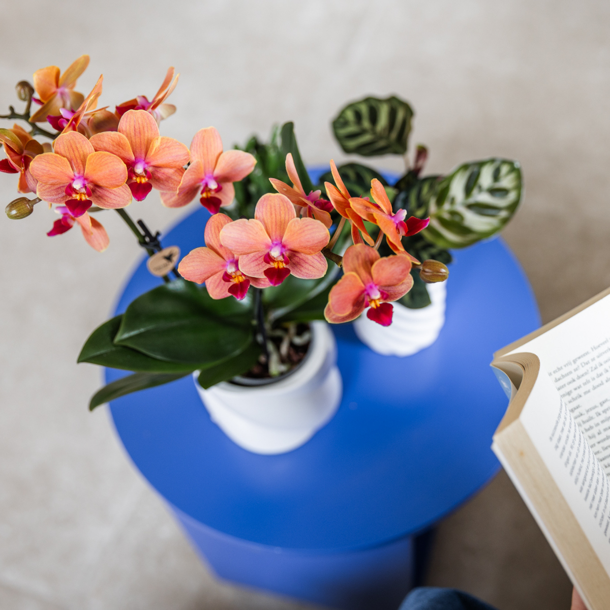 Kolibri Orchids | COMBI DEAL van 4 oranje Phalaenopsis orchideeën - Bolzano - potmaat Ø9cm | bloeiende kamerplant - vers van de kweker