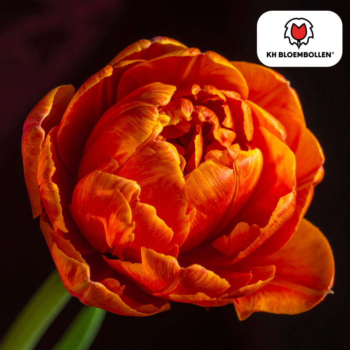 Bulbes de tulipes Icône – 20 pièces | KH Bloembollen® | Tulipe orange à fleurs doubles – Pleine, chaude et remarquable – Pour jardin ou pot – Taille 11/12 – Frais du producteur