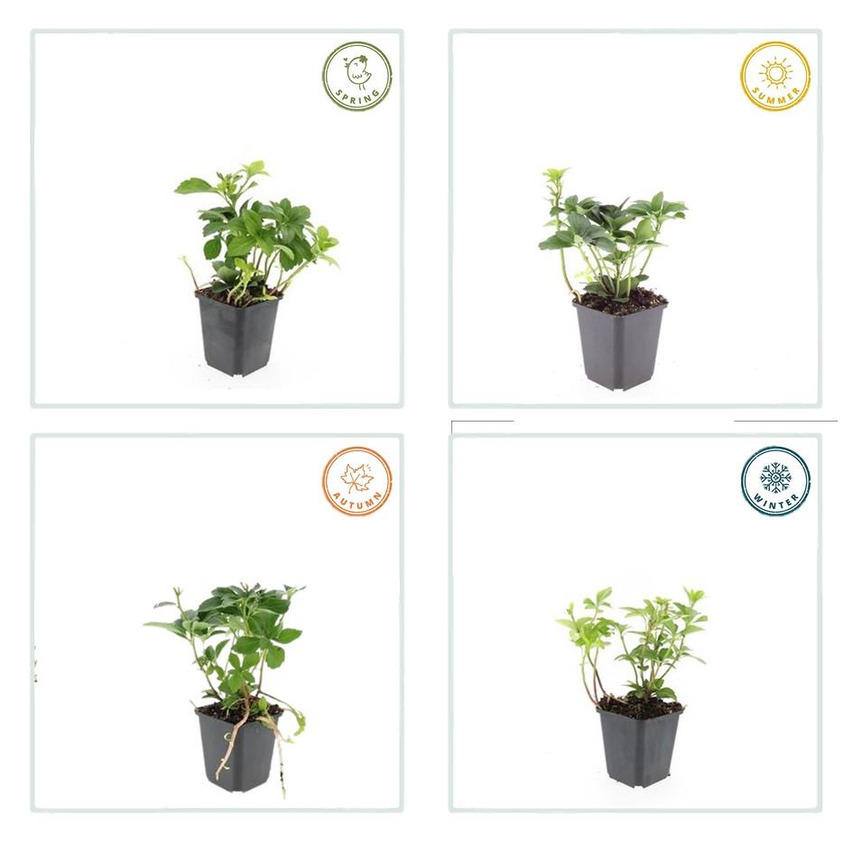 24x Pachysandra terminalis - ↕10-25cm - Ø9cm