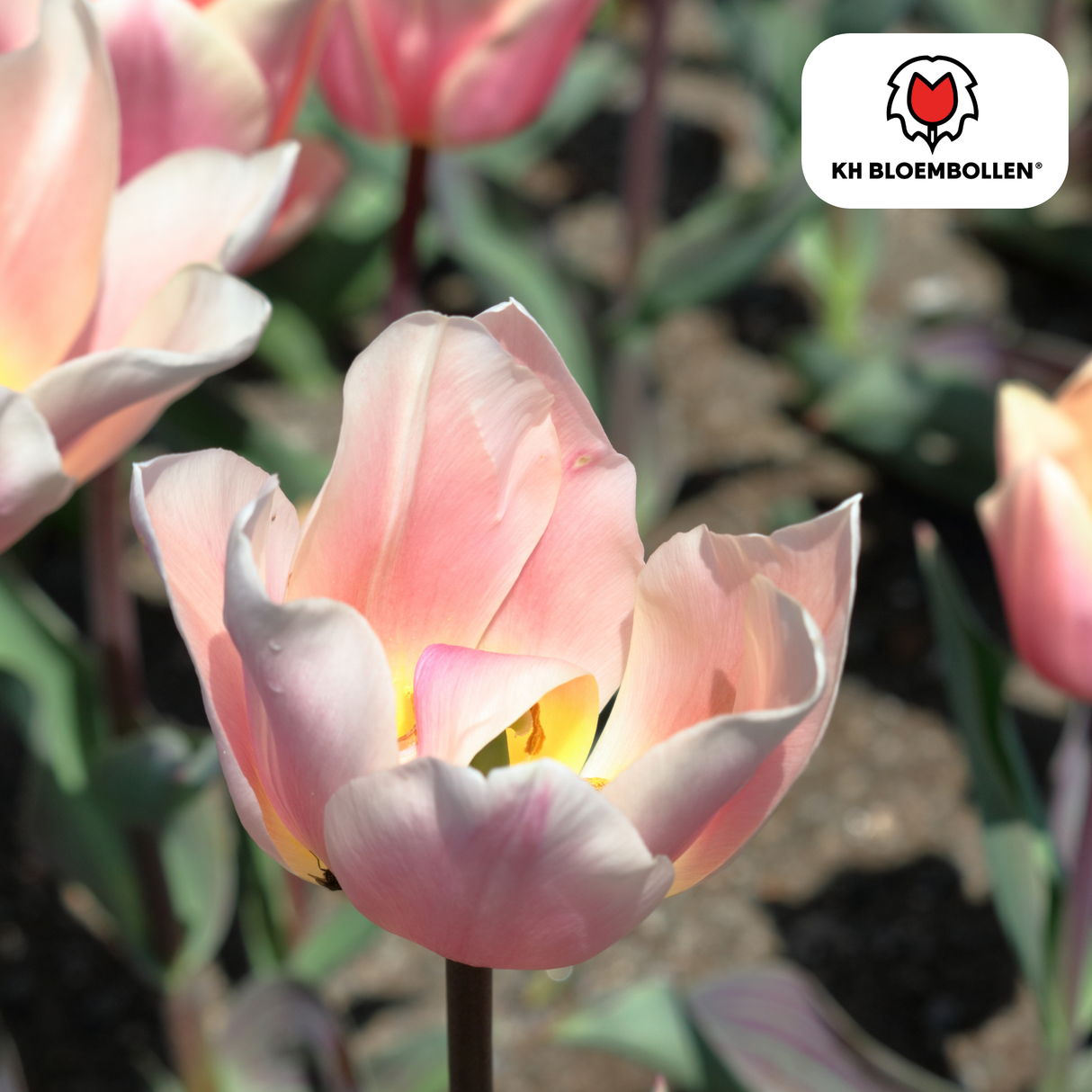 Tulpenzwiebeln Apricot Delight – 20 Stück | KH Bloembollen® | Rosa Apricot Tulpe – Sanft & Frisch – Geschenk für Garten oder Topf – Größe 11/12 – Frisch vom Züchter!