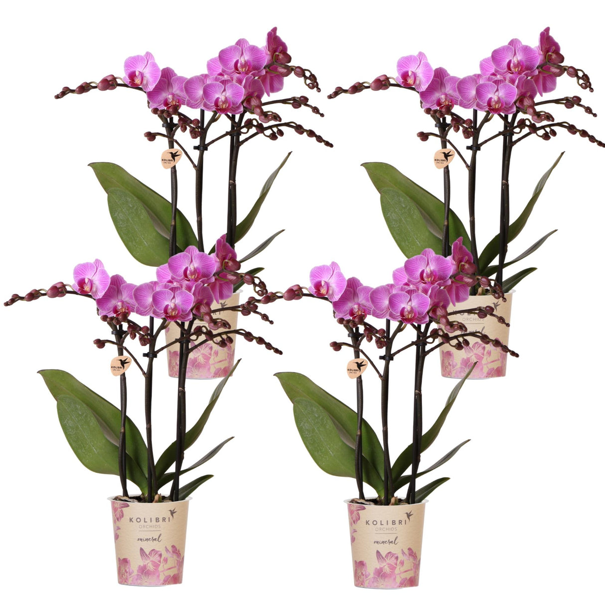 Kolibri Orchids | OFFRE COMBO de 4 orchidées Phalaenopsis - Vienna - pot Ø9cm | plante d'intérieur en fleurs - fraîchement sortie de la pépinière