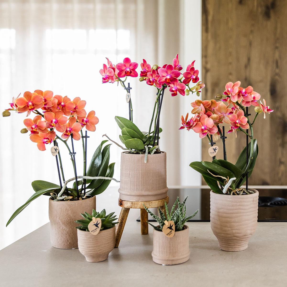 Kolibri Orchids | COMBI DEAL van 4 oranje Phalaenopsis orchideeën - Bolzano - potmaat Ø9cm | bloeiende kamerplant - vers van de kweker