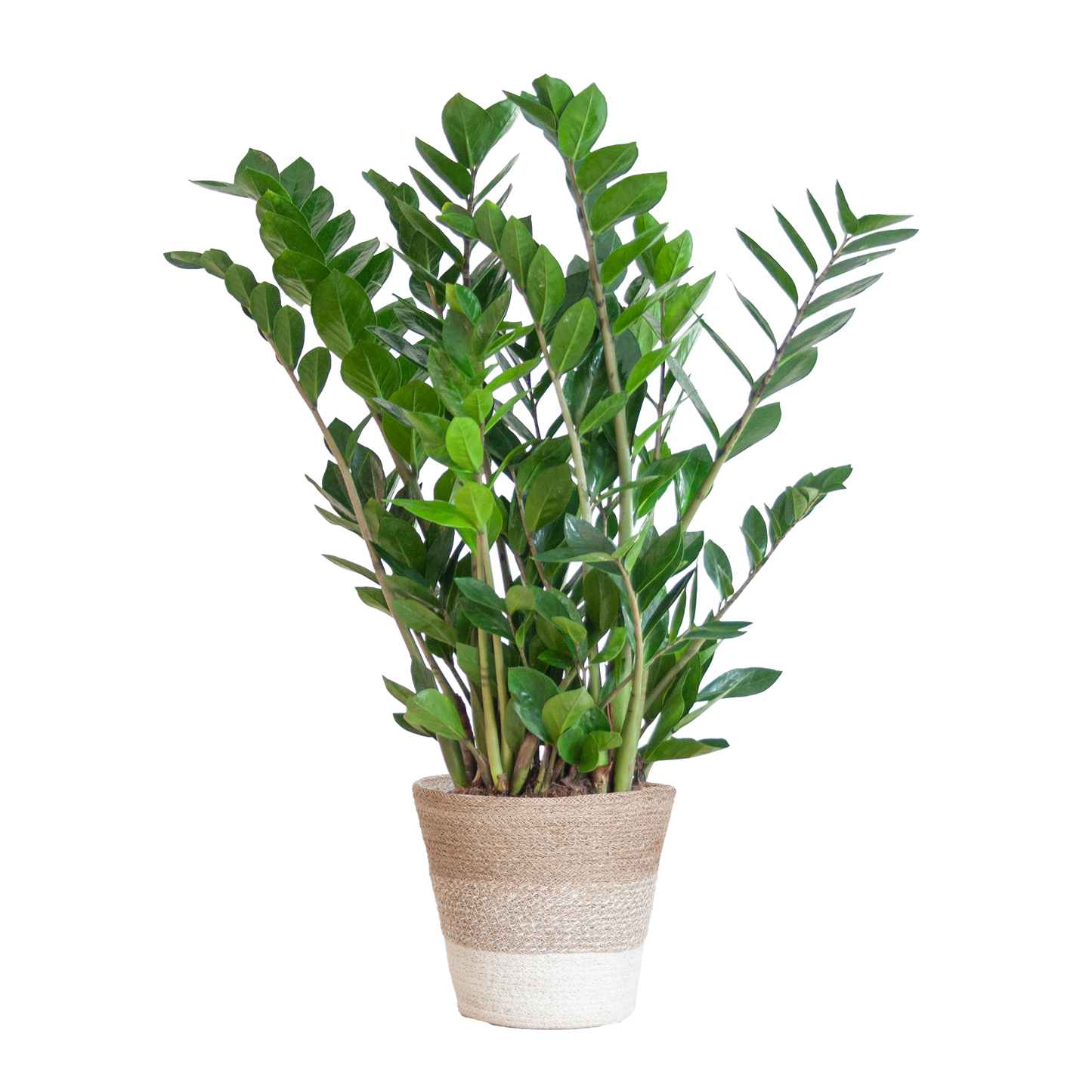 Zamioculcas Zamiifolia met Mand Lissabon wit - 80cm - Ø21