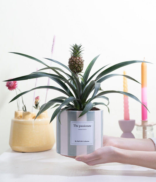 Ananas Rosita Gift "The Passionate" WITH GREETING CARD! - Ø12cm - ↕35cm