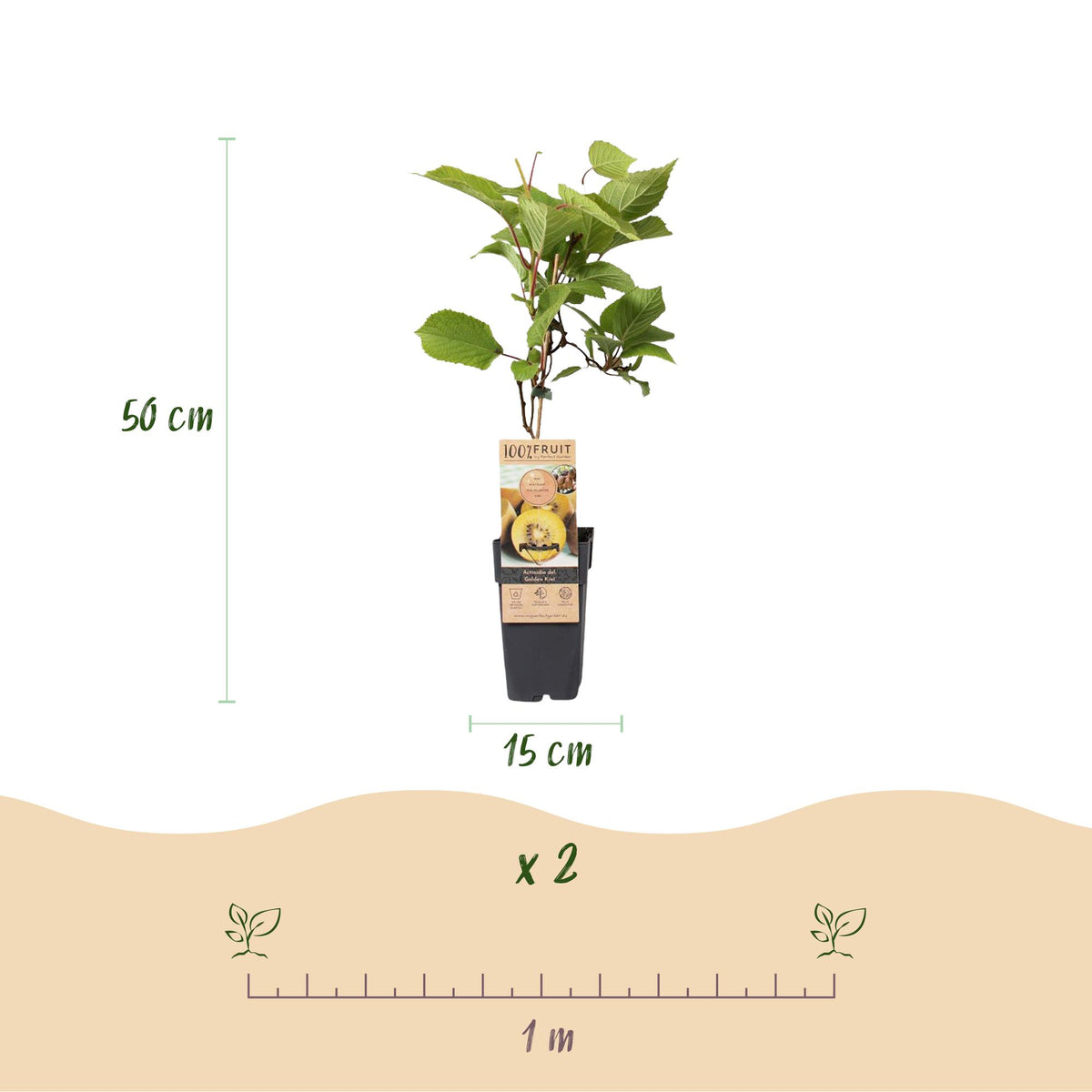 Fruitplant - Actinidia Weiki & Golden Kiwi - Kiwiplant - 1 Mannelijke - 1 Vrouwelijke - Planten - Geel - Pot 15cm - Hoogte 50cm
