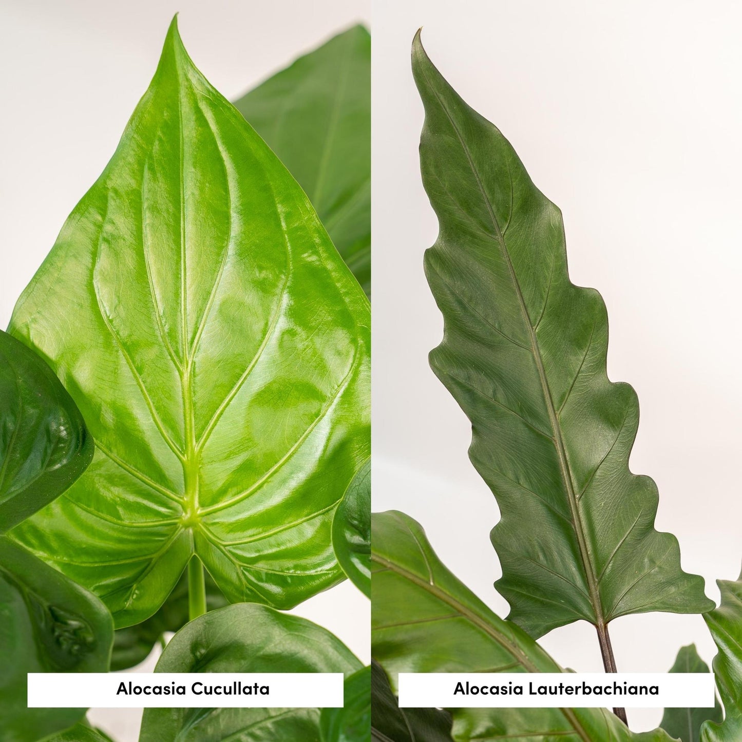 Alocasia Cucullata - Ø19cm - ↕60cm + Alocasia Lauterbachiana - Ø19cm - ↕75cm + Mand Selin