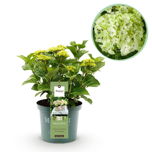 Hortensia - Hydrangea Magical Nobless - Wit - 6-10 Bloemen - Pot 23cm Hoogte 55cm
