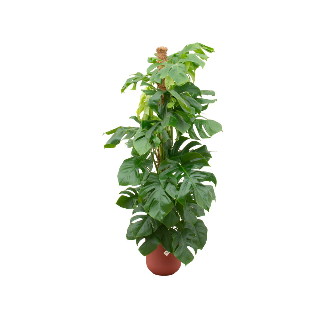 Monstera Pertusum + Pot Rood - ↕150cm - Ø26cm