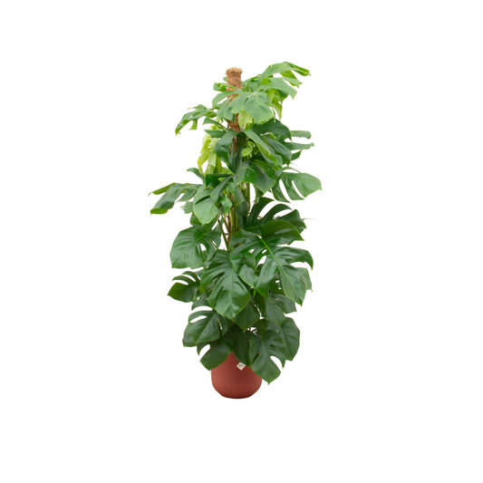 Monstera Pertusum + Pot Rood - ↕150cm - Ø26cm