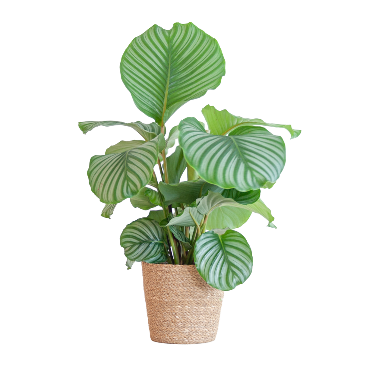 Calathea Orbifolia avec panier Sofia naturel - 65cm - Ø21