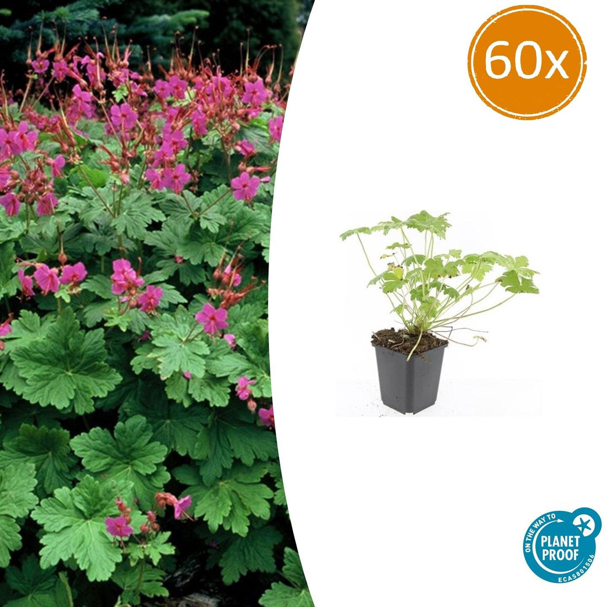 60x Geranium macr. 'Czakor' - ↕10-25cm - Ø9cm