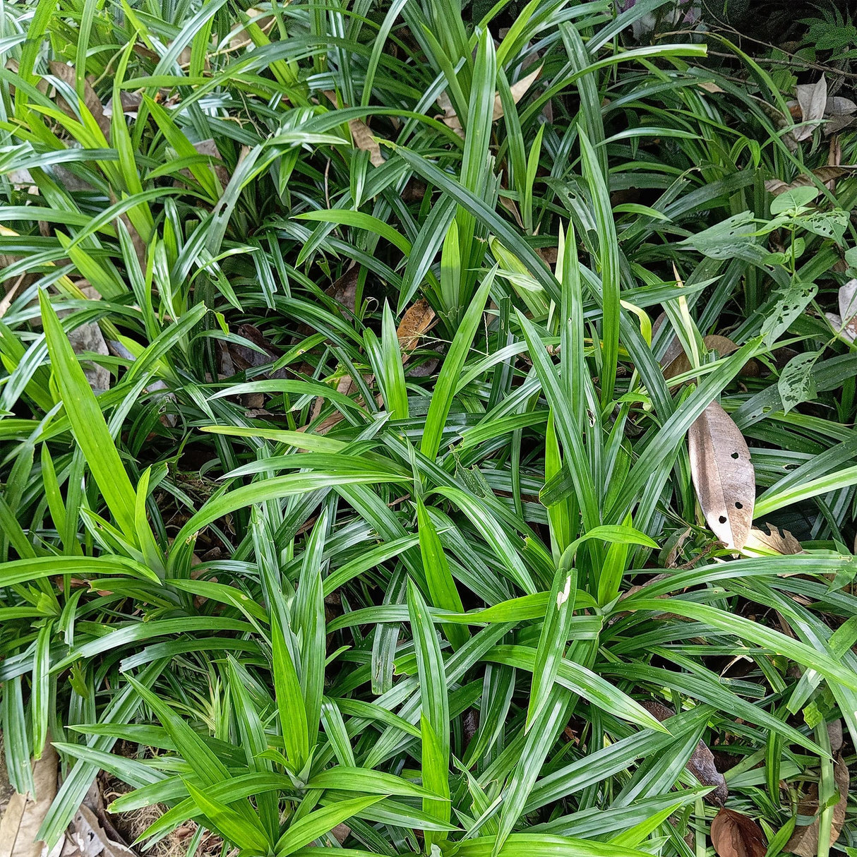 Green boutiQ - Siergrassen - Carex morrowii Irish Green - Groen & Geel - 2 Planten - Bladhoudend - Weinig Onderhoud - Pot 17cm Hoogte 50cm