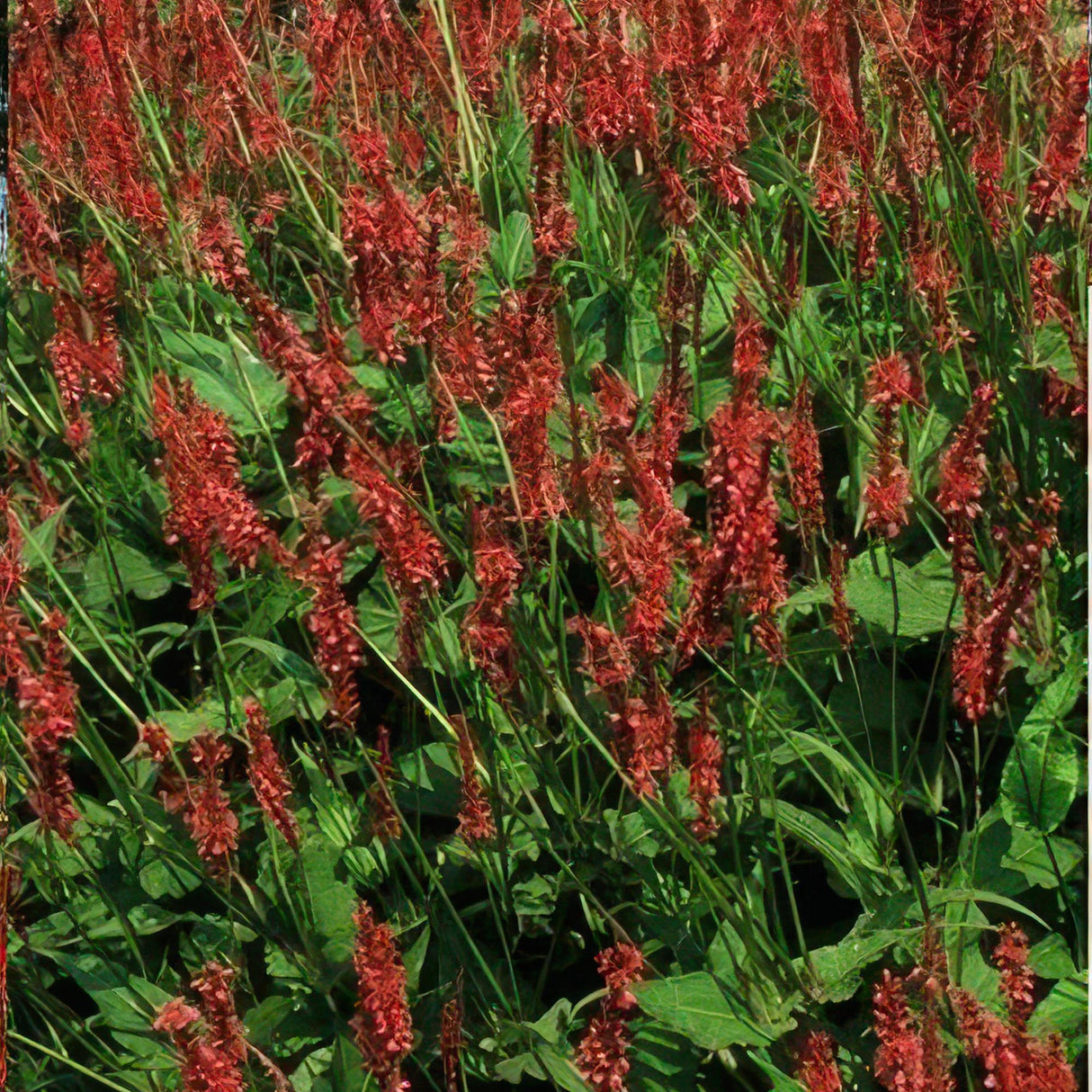 48x Persicaria amplexicaulis - ↕10-25cm - Ø9cm