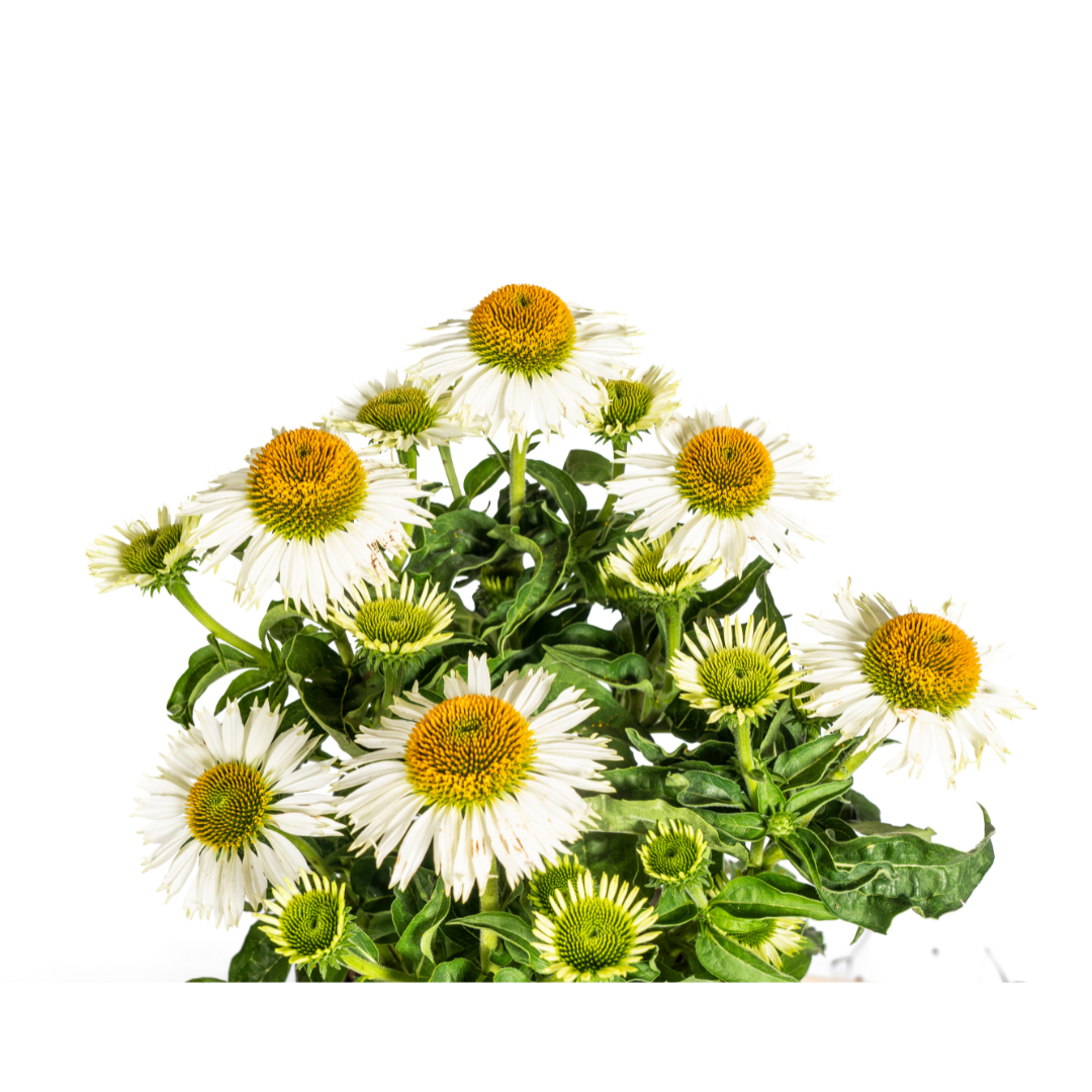 Echinacea Purpurea Weiß Ø19cm - ↕60cm - Ø70cm
