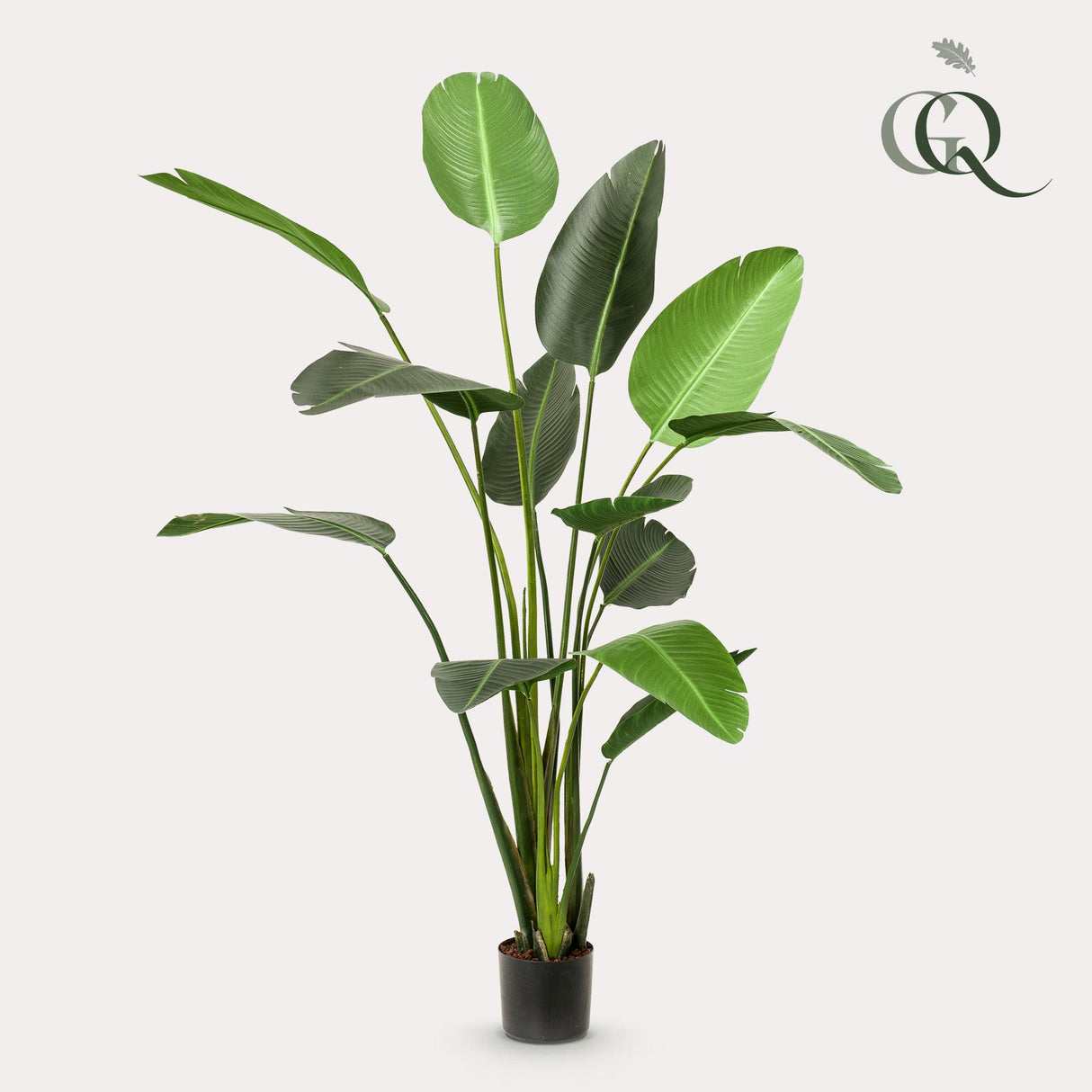 Kunstplant - Strelitzia Nicolai - Paradijsvogelbloem - 230cm