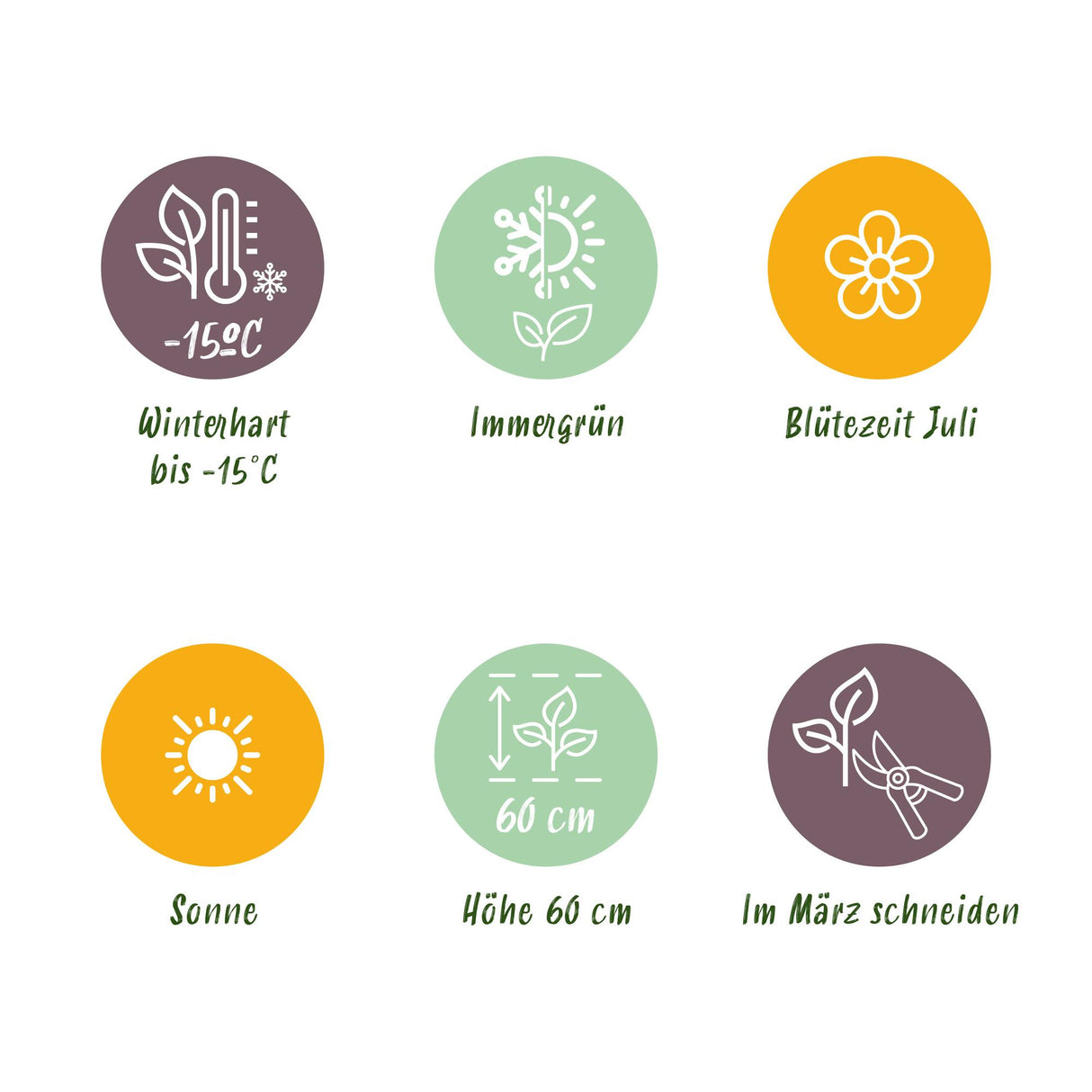 Siergrassen - Uncinia rubra Everflame - Rood - 4 Planten - Bladhoudend - Weinig Onderhoud - Pot 17cm Hoogte 50cm