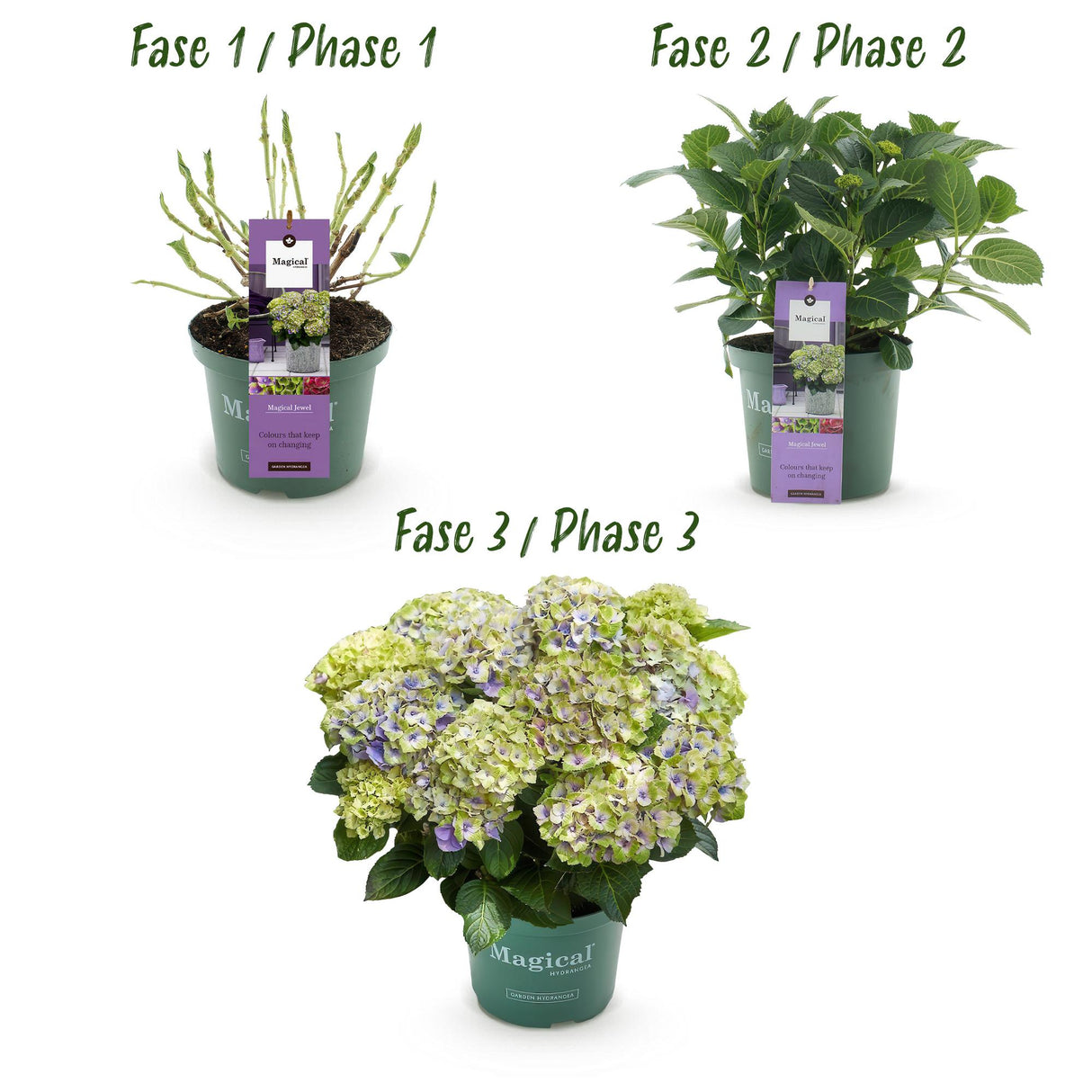 Green boutiQ - Terrasplant - Hortensia - Hydrangea Magical Jewel Blue - Blauw - 6-10 Bloemen - 2 Planten - Pot 23cm Hoogte 55cm