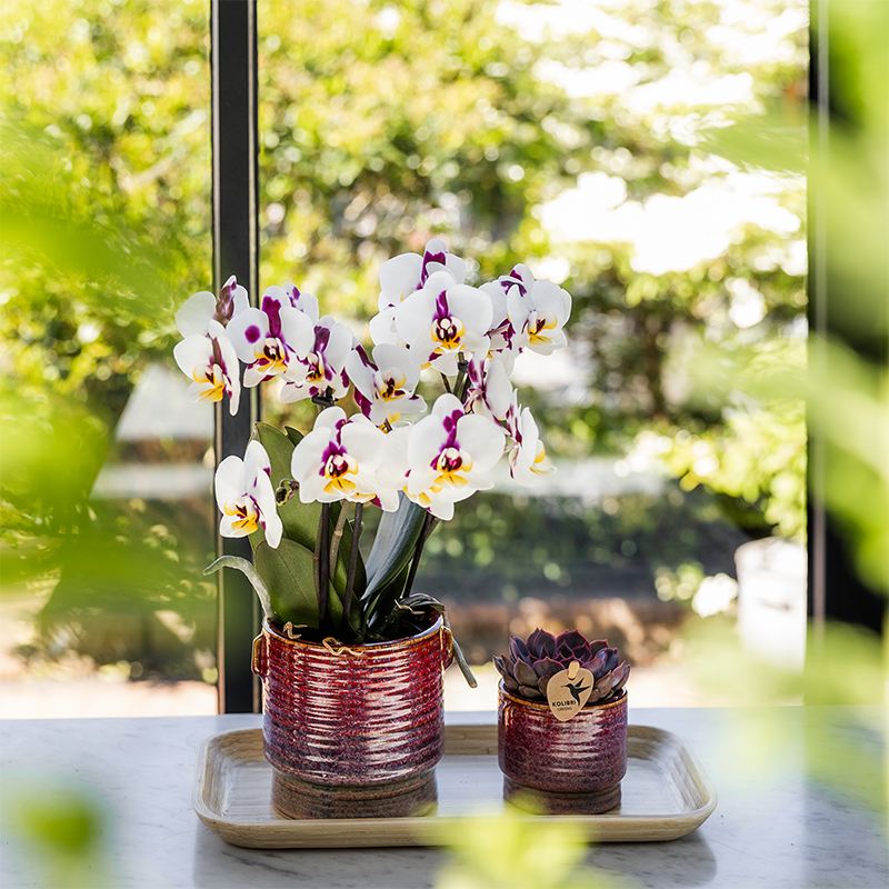 Kolibri Orchids | Coffret cadeau Aura | Orchidée Phalaenopsis rose Congo avec plante verte dans des pots décoratifs Aura sur plateau en bambou