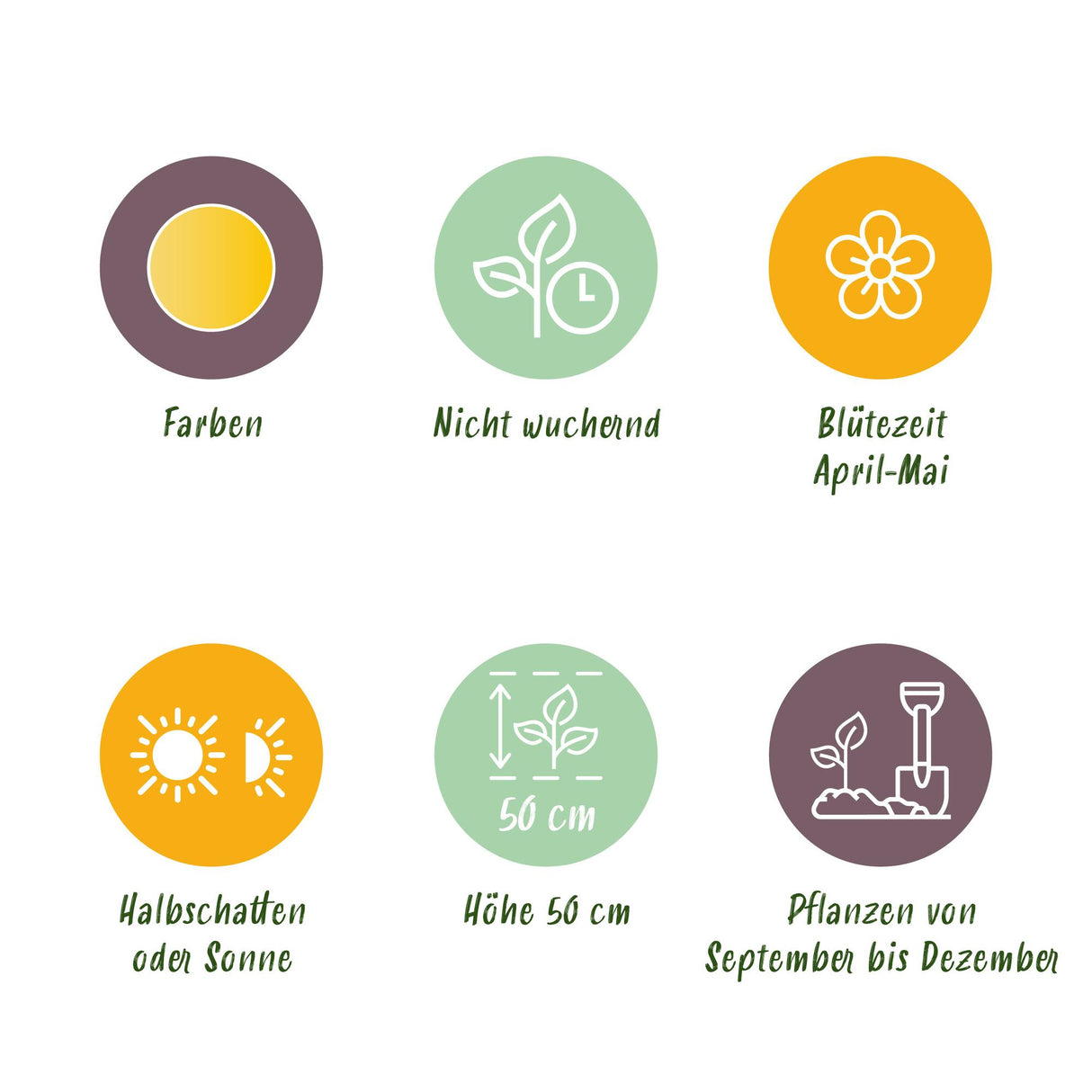Green boutiQ - Blumenzwiebeln - Tulpe Sylvestris - Farbe Gelb - 20 Stück - Zwiebelgröße 5/6 - XXL Pack