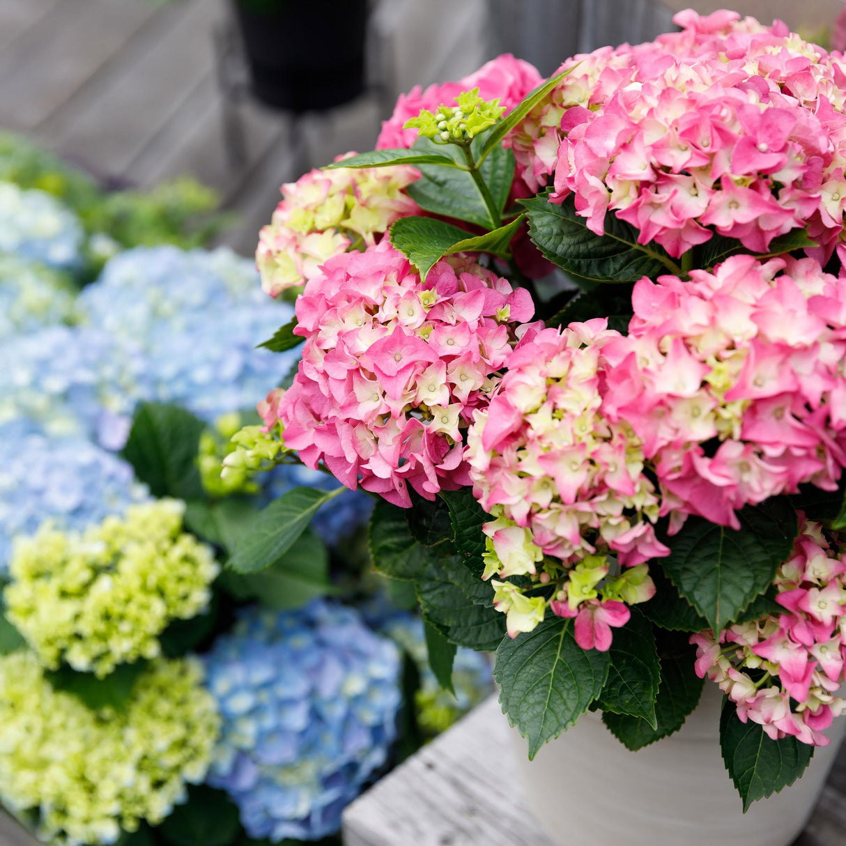 Hortensia - Hydrangea Forever & Ever - Roze - 7-12 Bloemen - Pot 23cm Hoogte 55cm