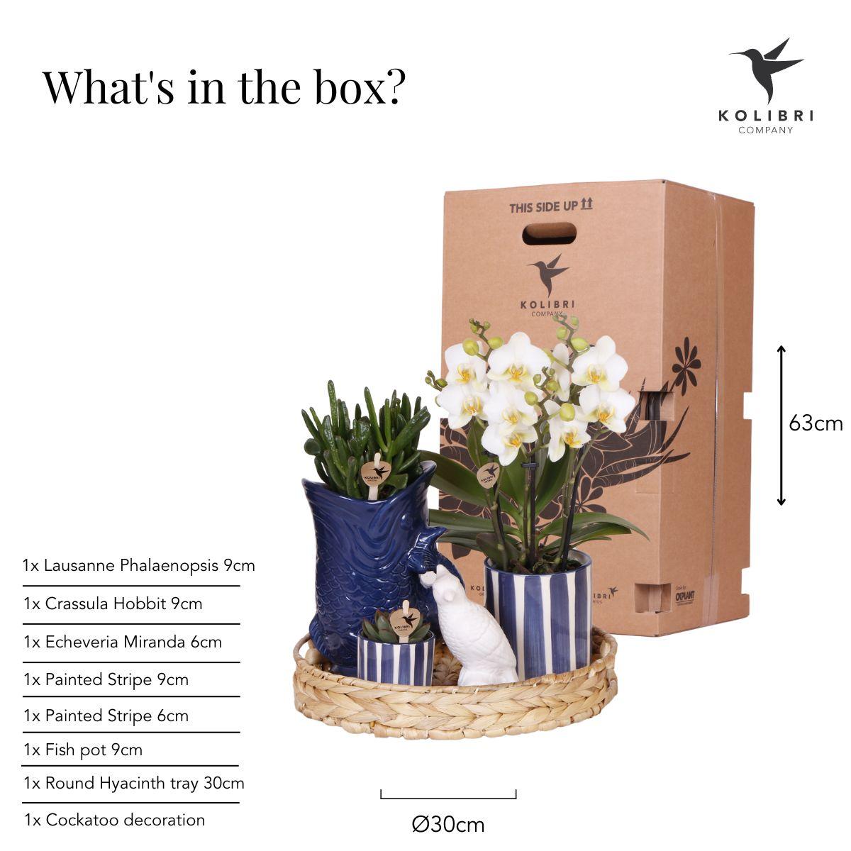 Kolibri Company | Plantenset Mediterranean Sunset | Witte Phalaenopsis Orchidee Lausanne en Succulenten incl. keramieken sierpotten