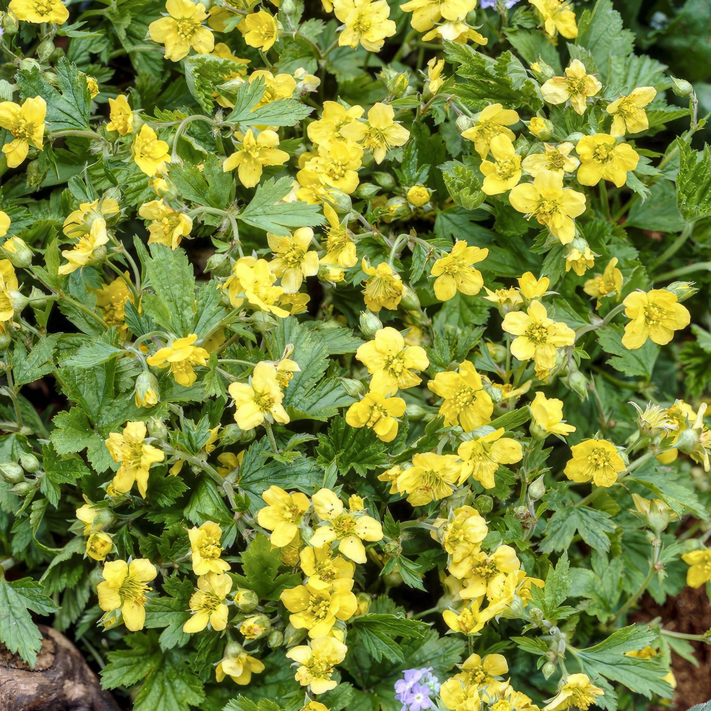 40x Waldsteinia ternata - ↕10-25cm - Ø9cm