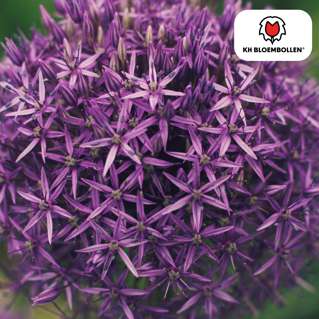 Allium Globemaster 5 pièces