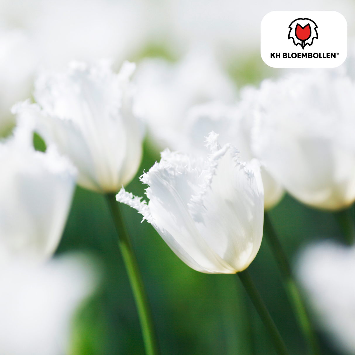 Tulpenbollen Honeymoon – 20 Stuks | KH Bloembollen® | Witte Kartelrand Tulp – Elegant & Uniek – Cadeau voor Tuin of Pot – Maat 11/12 – Vers van de Teler!