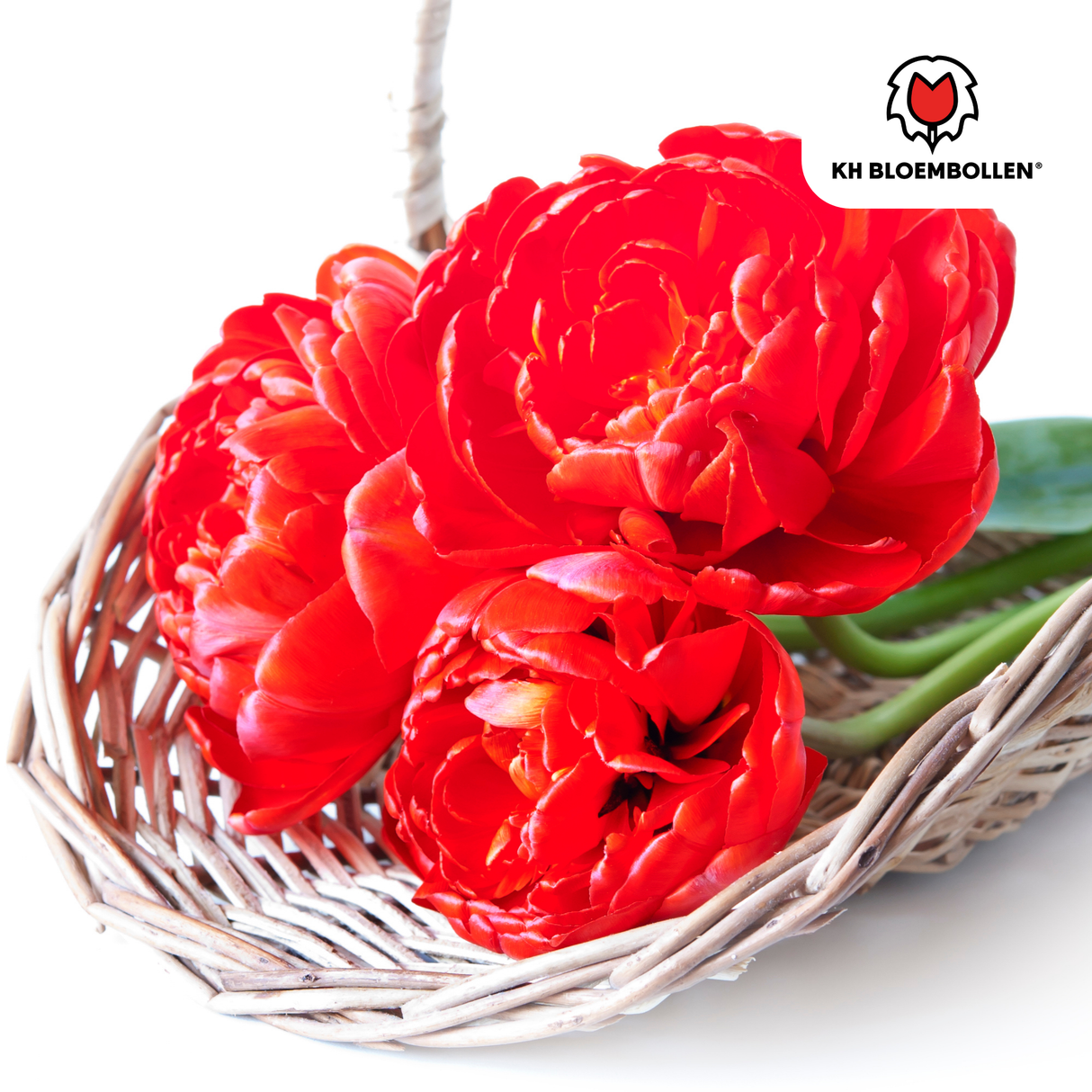 Tulpenzwiebeln Bombastic Red – 20 Stück | KH Bloembollen® | Rote Pfingsttulpe – Gefüllt & Luxuriös – Für Garten oder Topf – Größe 11/12 – Frisch vom Züchter!