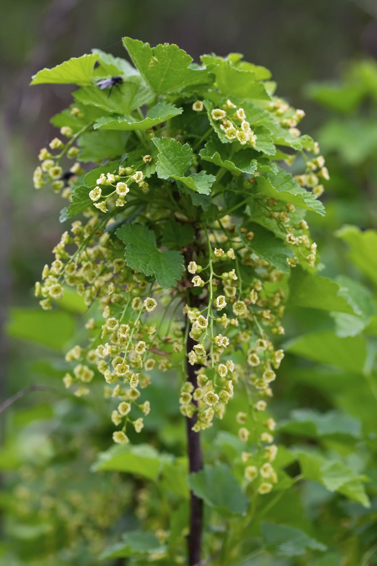 Ribes rubrum 'Jonkheer van Tets' - Groseille à maquereau - ↕45cm - Ø13cm