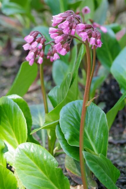 20x Bergenia cordifolia 'Herbstblüte' - ↕10-25cm - Ø9cm