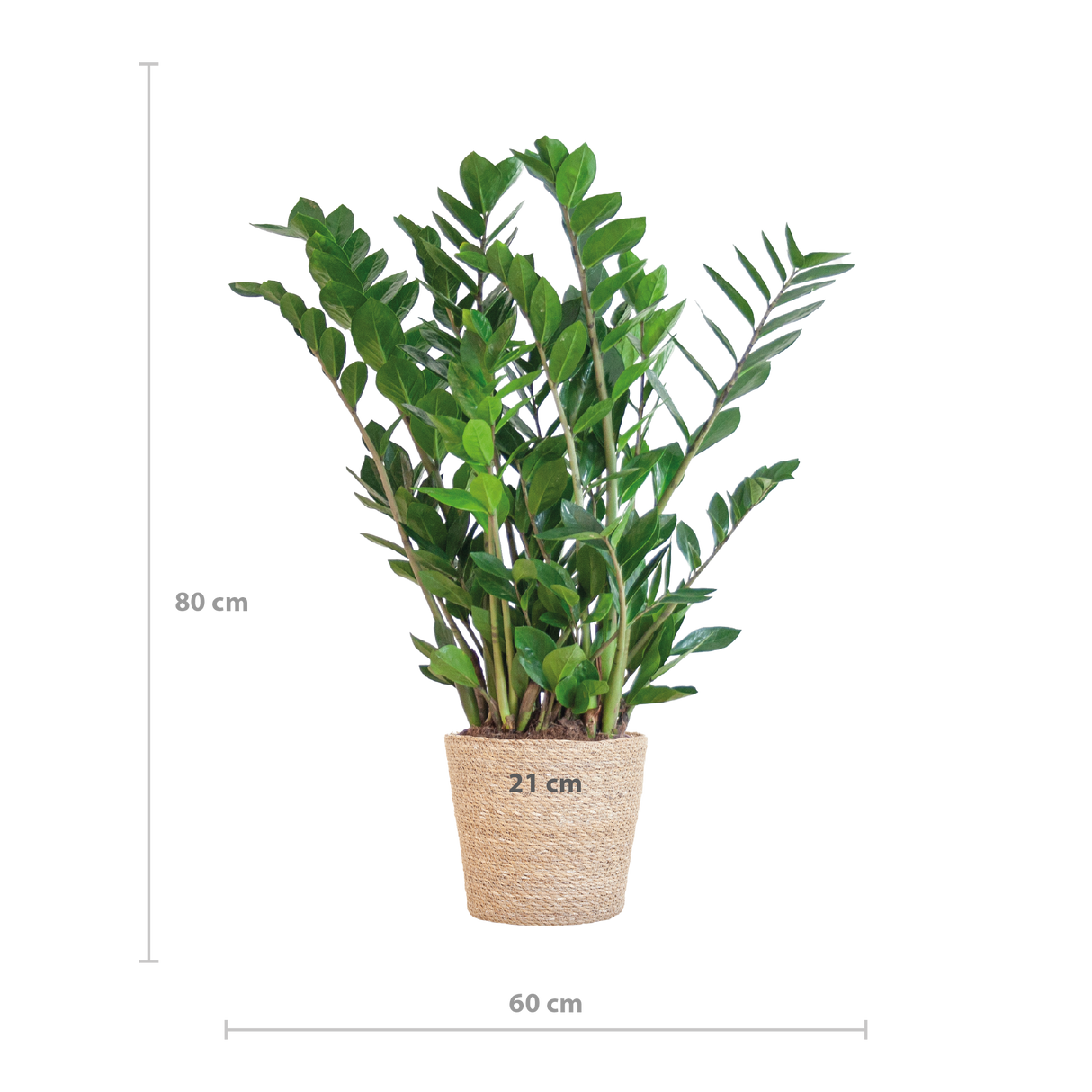 Zamioculcas Zamiifolia avec panier Sofia naturel - 80cm - Ø21