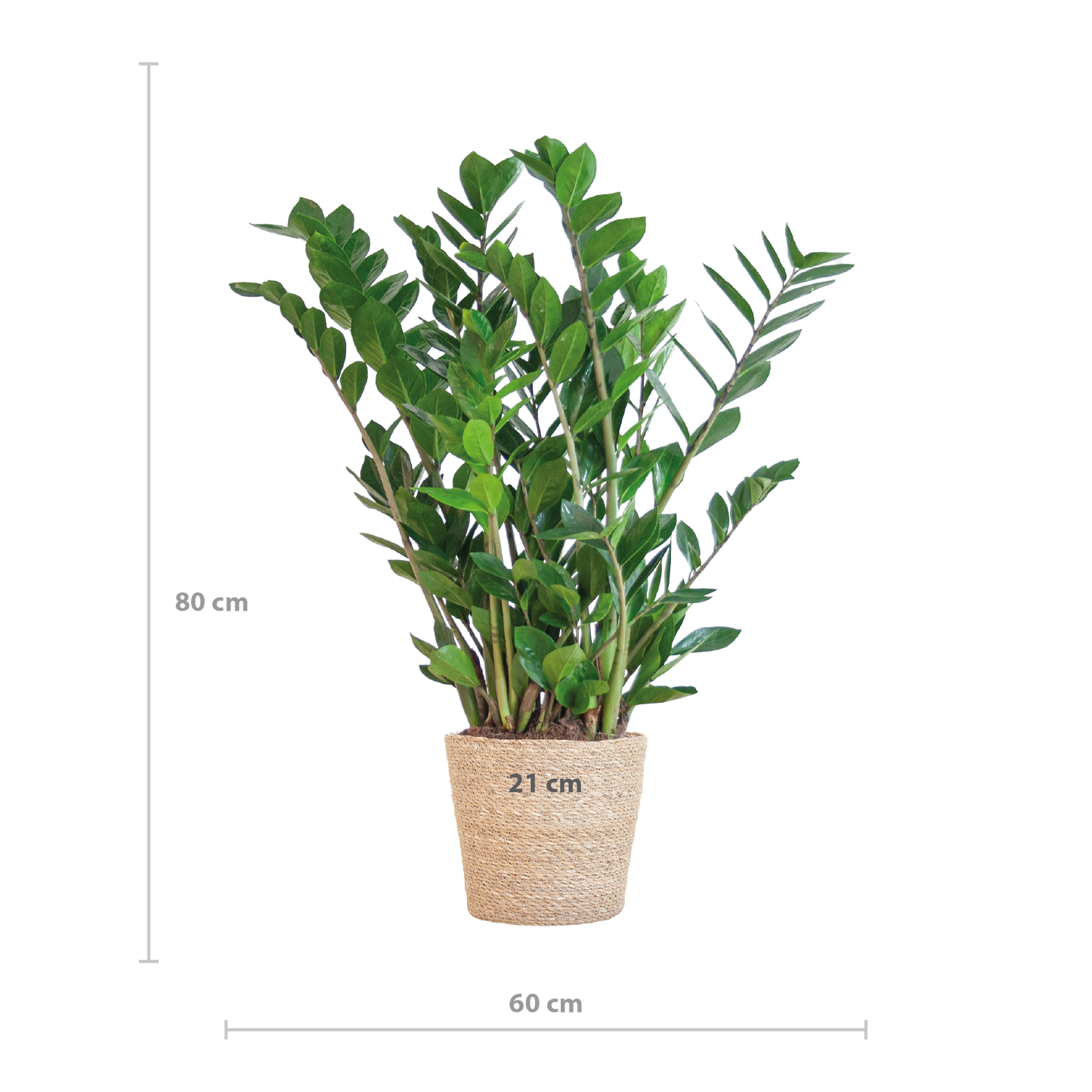 Zamioculcas Zamiifolia met Sofia mand naturel - 80cm - Ø21