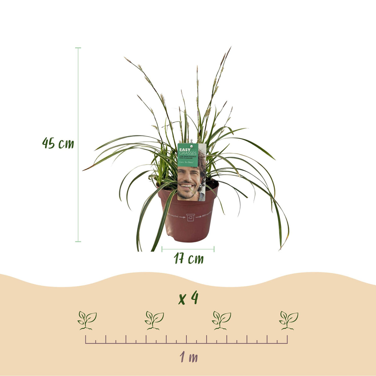 Green boutiQ - Siergrassen - Carex morrowii Ice Dance - Wit & Groen - 2 Planten - Bladhoudend - Weinig Onderhoud - Pot 17cm Hoogte 50cm