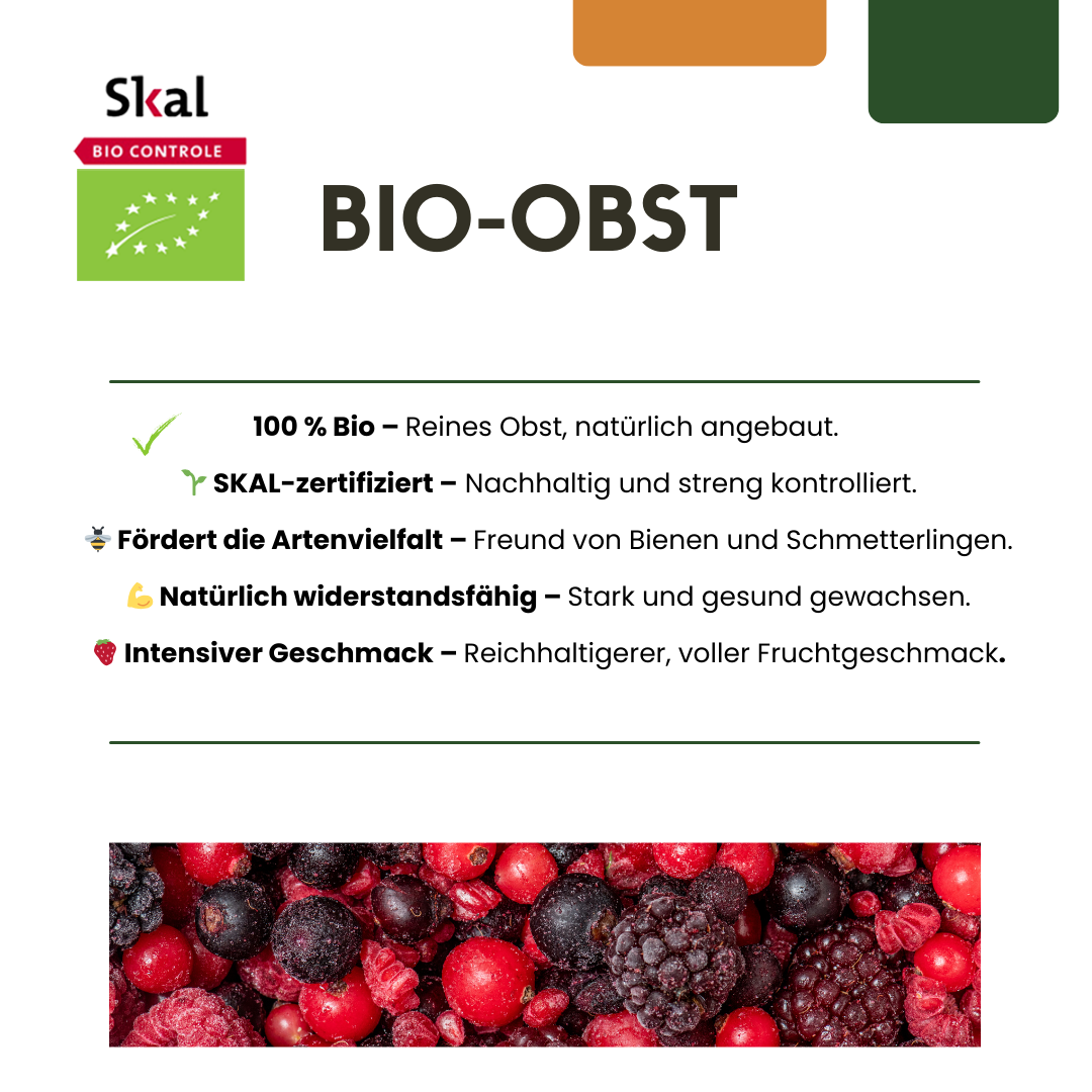 6 x Biologische Vijgenbomen - ↕20 cm - Ø 13 cm