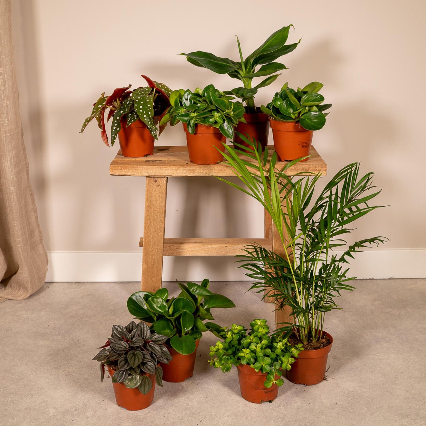 Kamerplanten Voordeelpakket / Verrassingsbox - x8 - ↕25cm - Ø12cm