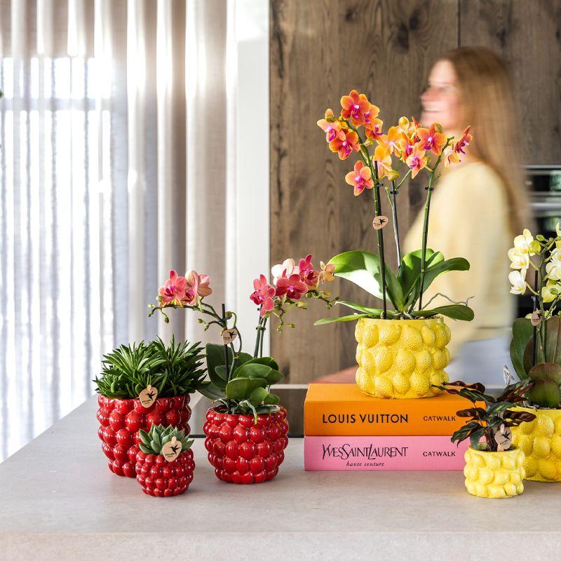 Kolibri Company | Plantenset Rode Phalaenopsis Orchidee Congo en Succulenten incl. keramieken Berry sierpotten