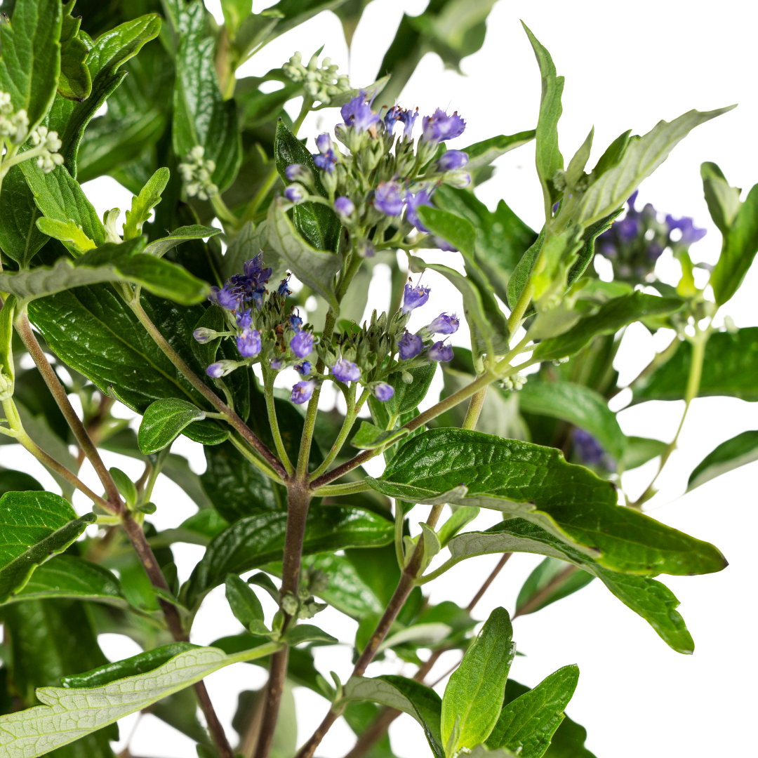 Caryopteris x Clandonensis Ø19cm - ↕40 - 50cm