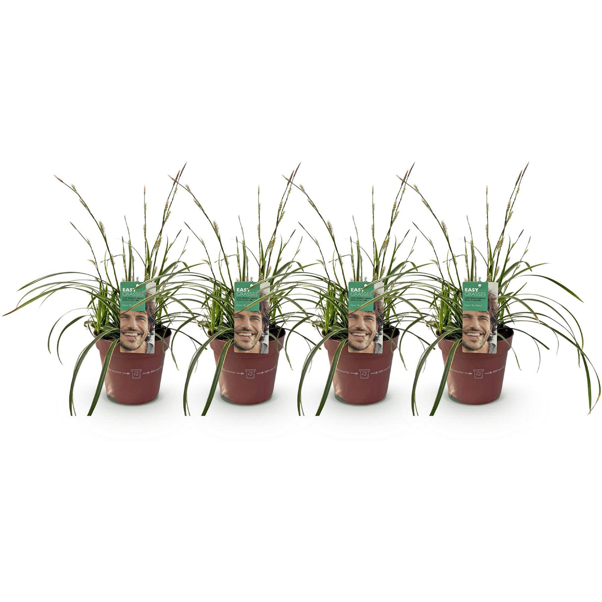 Green boutiQ - Siergrassen - Carex morrowii Ice Dance - Wit & Groen - 4 Planten - Bladhoudend - Weinig Onderhoud - Pot 17cm Hoogte 50cm